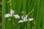 Virginia iris <BR>Blue flag iris